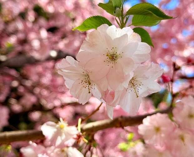 Розовая и белая сакура расцветёт в Партените: как попасть на фестиваль созерцания «Ханами»