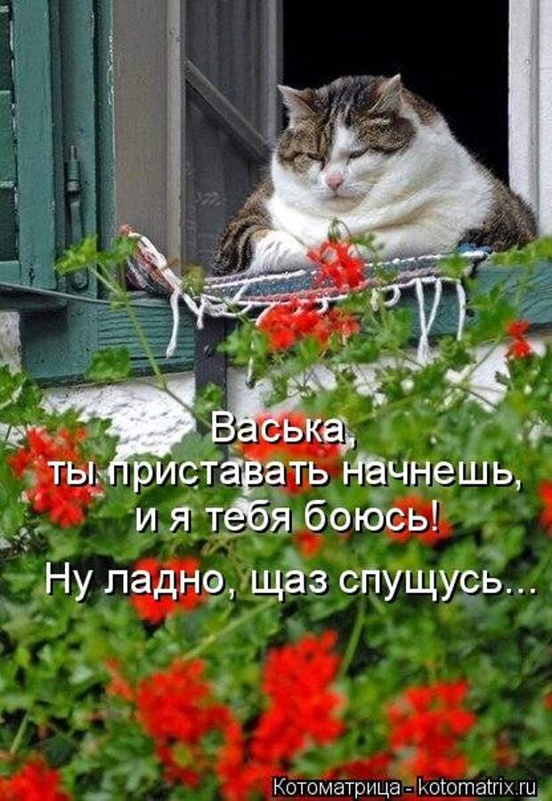 Лучшая котоматрица на Бугаге (26 фото)