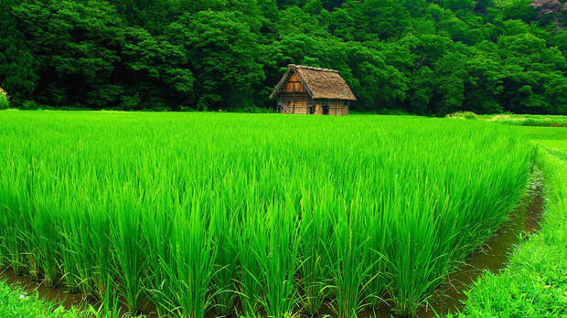 Каждый клочок плодородной земли в Японии занимали рисовые поля Источник: hutufan.com - 257 лет японского долготерпения | Военно-исторический портал Warspot.ru