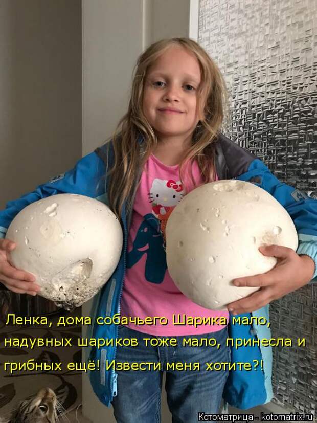 Лучшие котоматрицы недели (50 фото)