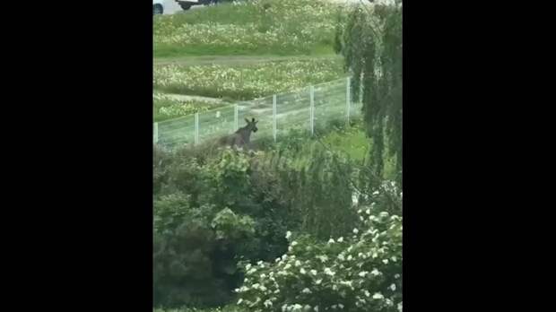 Video: Клип @donetskdnr_vk