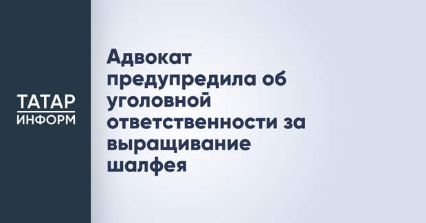 Адвокат предупредила об уголовной ответственности за выращивание шалфея