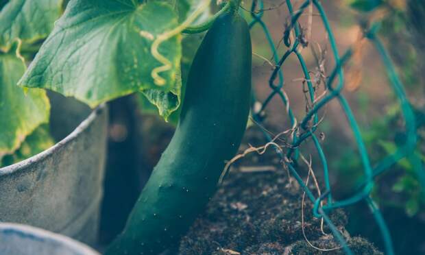 Как часто нужно поливать огурцы и чем их подкормить: инструкция от агронома