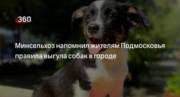 Минсельхоз напомнил жителям Подмосковья правила выгула собак в городе