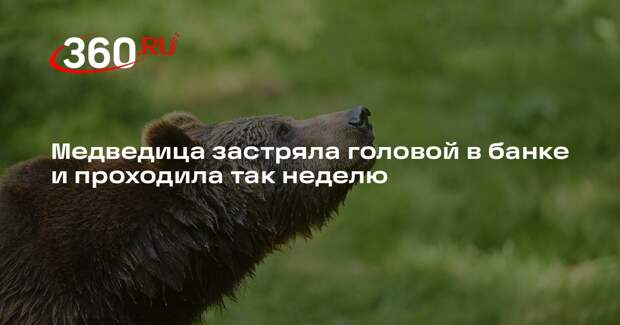 UPI: в США спасли медведицу, которая провела неделю с банкой на голове