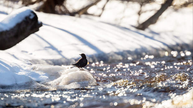 Пропавшие в Подмосковье дети могли утонуть