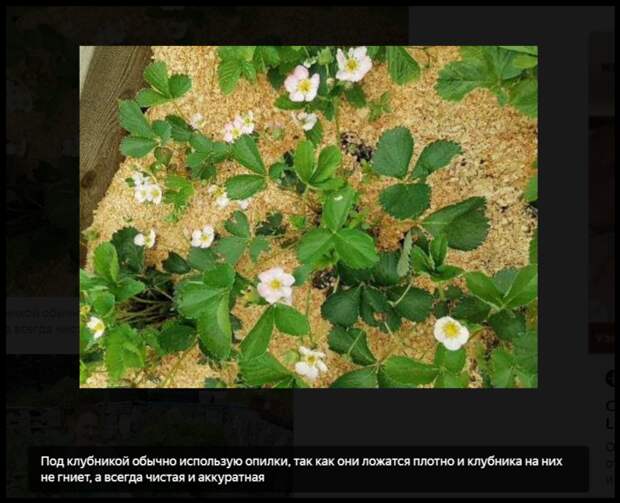 Screen Shot 05-13-22 at 01.23 AM (700x569, 583Kb)