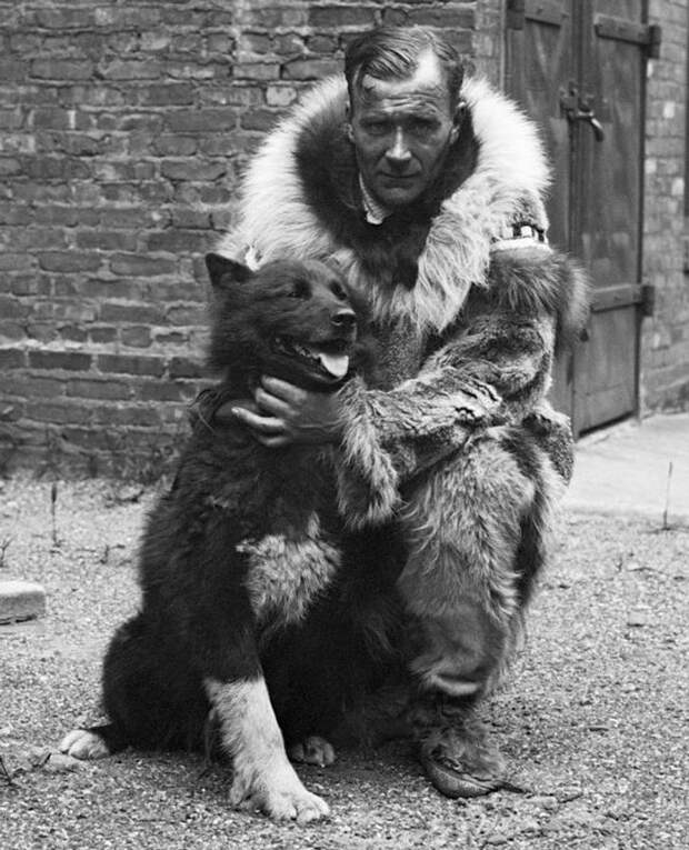 Героическая история собак Того и Балто, которые спасли целый город от эпидемии