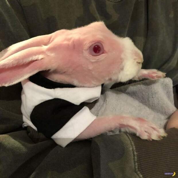 Лысый кролик стал интернет-мемом
