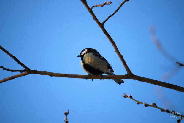 Татарстанда ял көннәрендә нуль градуска кадәр җылытачак - синоптик
