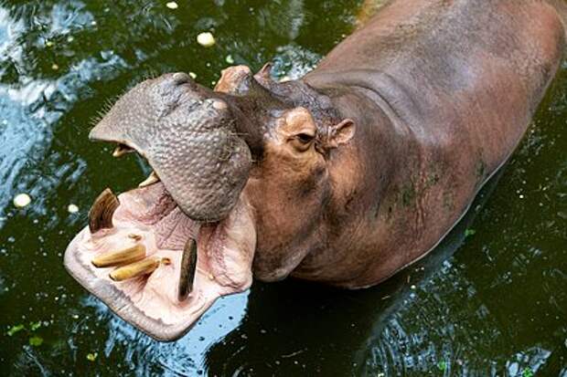 В индийском заповеднике беременная бегемотиха напала на ветеринара‑стажерку