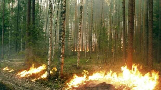 Пожарные локализовали практически все очаги пожаров в Челябинской области