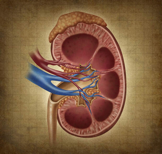 Как предупредить и лечить проблемы с почками с помощью питания