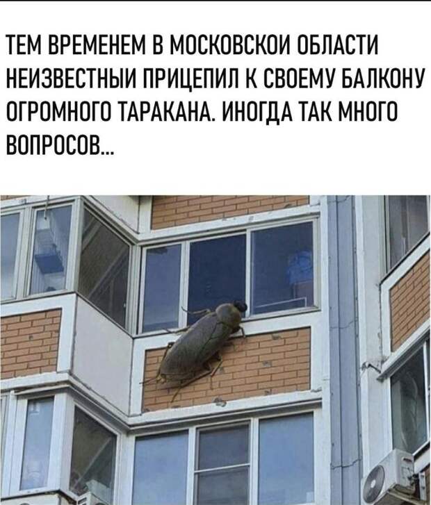 Смешные картинки с надписями (23)