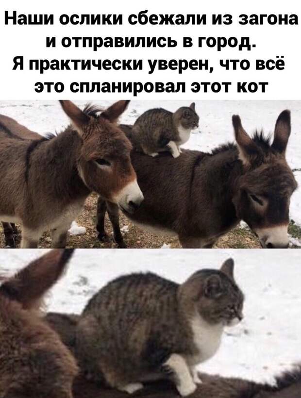 Всадник апокалипсиса Всадник апокалипсиса