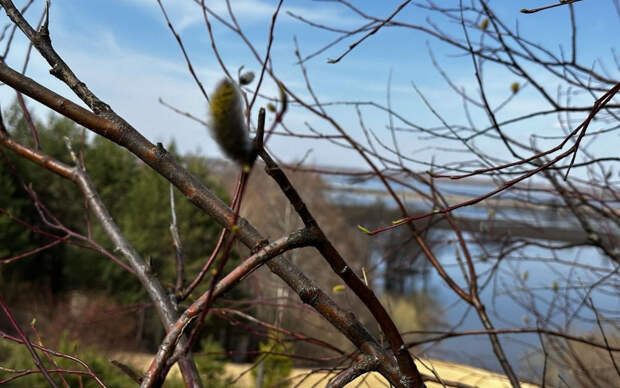 Рязанская Солотча «пробуждается» после зимы – весенний фоторепортаж