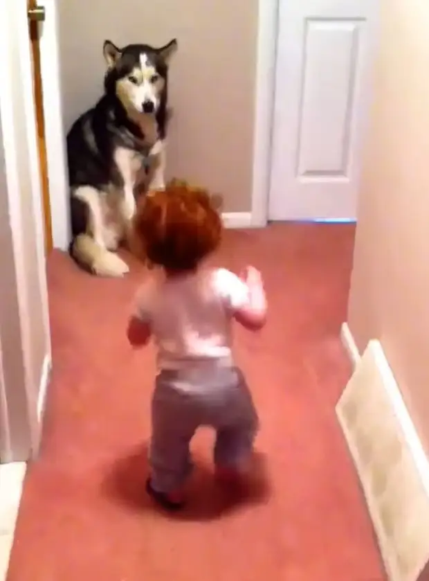 Напуганный ребенок начал бежать к собаке. Хаски вел себя настоящим героем