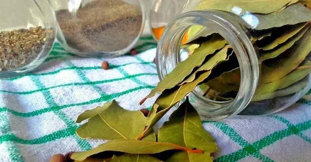 Магия лаврового листа: три мистические даты, чтобы изменить жизнь