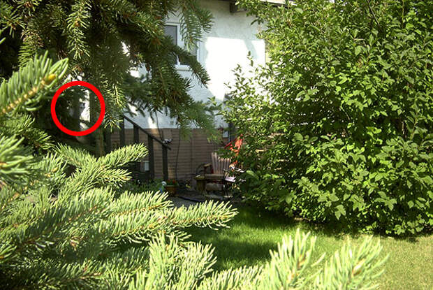 find-hidden-cat-camouflage-hide-and-seek-catouflage-195