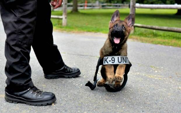 Правила подготовки полицейской собаки