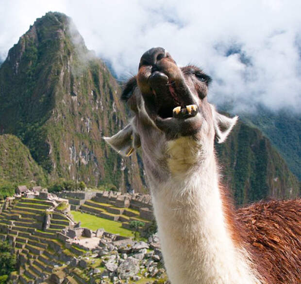 The Llama Of Machu Picchu