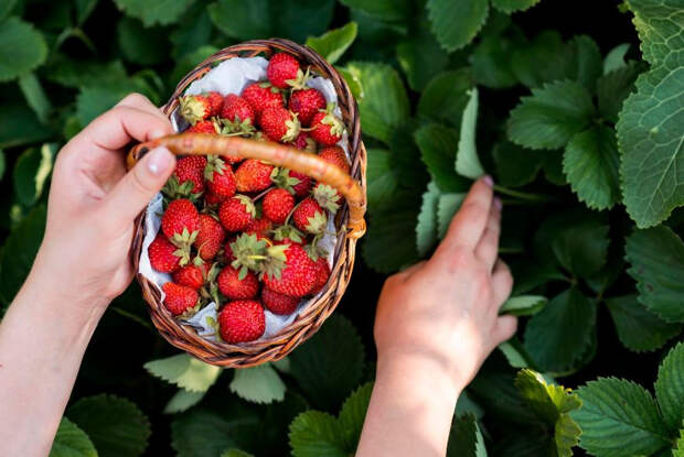 На зависть соседям: агроном назвала 3 выносливых сорта клубники с богатым урожаем
