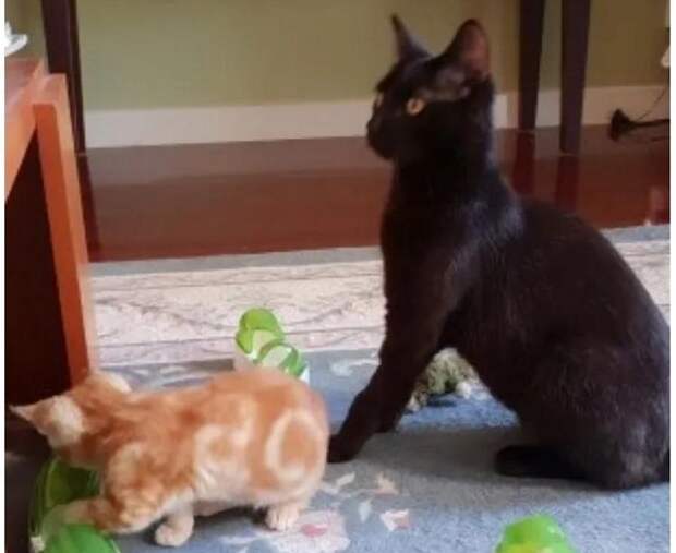 Кошка из приюта приняла котенка и они стали лучшими друзьями. Теперь им нужен общий дом