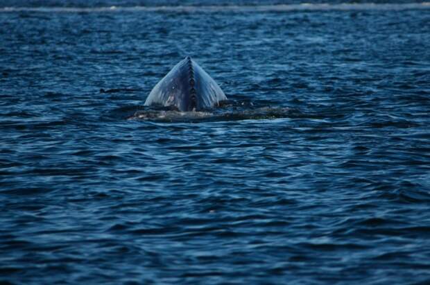 Редкие виды китов и дельфинов обнаружили в районе острова Хайнань