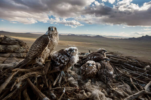 Балобаны со своими птенцами над степью Центральной Монголии