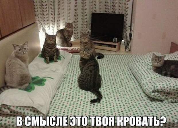 1453387444_memy-s-zhivotnymi-11