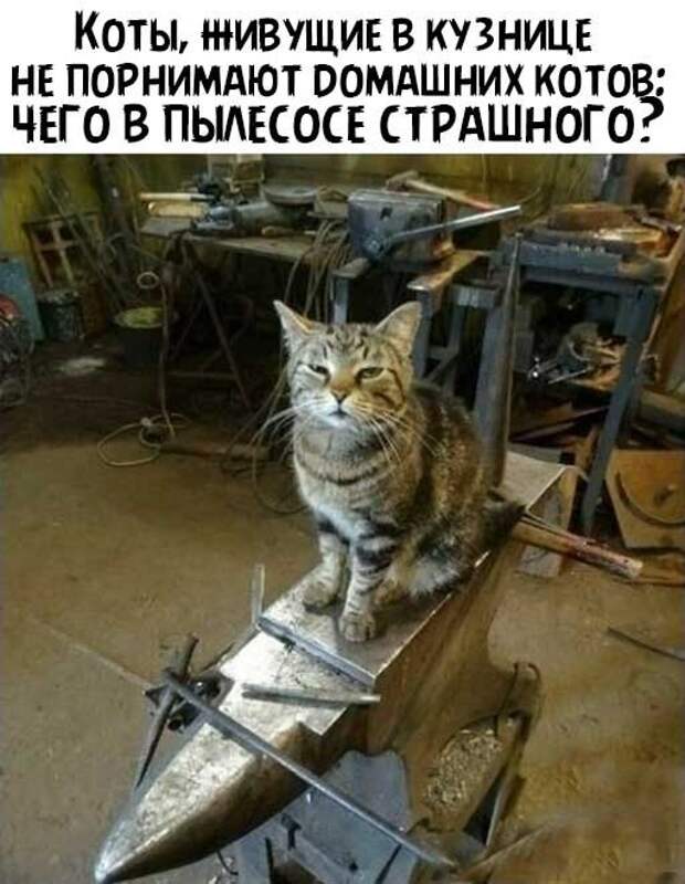 Их не напугать пылесосом ) Их не напугать пылесосом )
