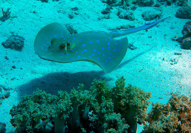 Blue-spotted Ribbontail Ray, Taeniura lymma, Shark Reef, Ras Muhammad, Red Sea