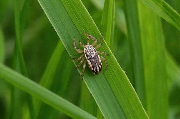 Тамбовчан предупредили о предстоящем сезоне активности клещей
