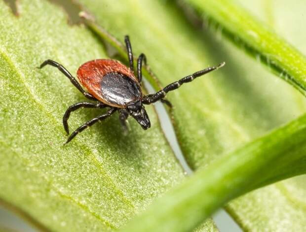 В Адыгее зафиксировано более 500 укусов клещей с начала сезона