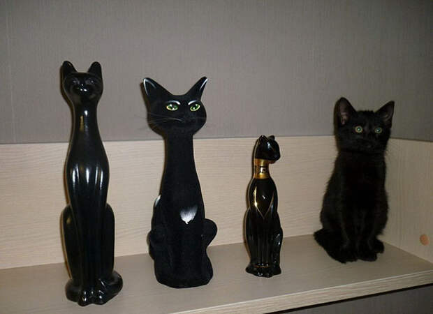 find-hidden-cat-camouflage-hide-and-seek-catouflage-71-58358fc2011da__605