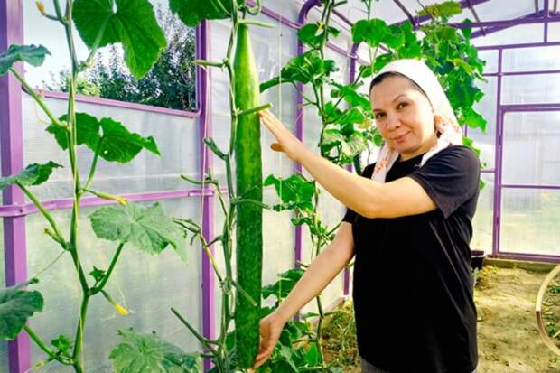 Самый длинный в России огурец вырос в Татарстане