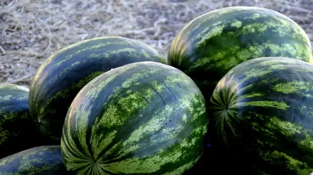 Инфекционист Тимаков прокомментировал ситуацию с отравлением арбузом