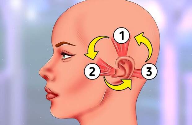 За шевеление ушами отвечают всего лишь три мышцы