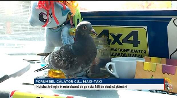 В кишиневской маршрутке вместе с водителем ездит спасенный голубь
