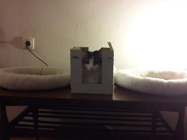кошачья логика, коты и кошачий домик