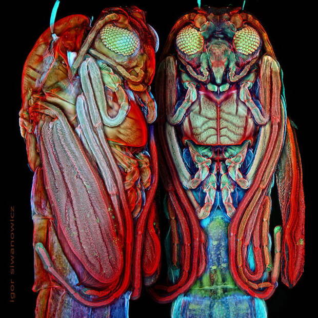 Фотографии насекомых Igor Siwanowicz через лазерный сканирующий микроскоп