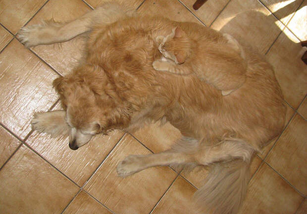 find-hidden-cat-camouflage-hide-and-seek-catouflage-115-58369dc287656__605