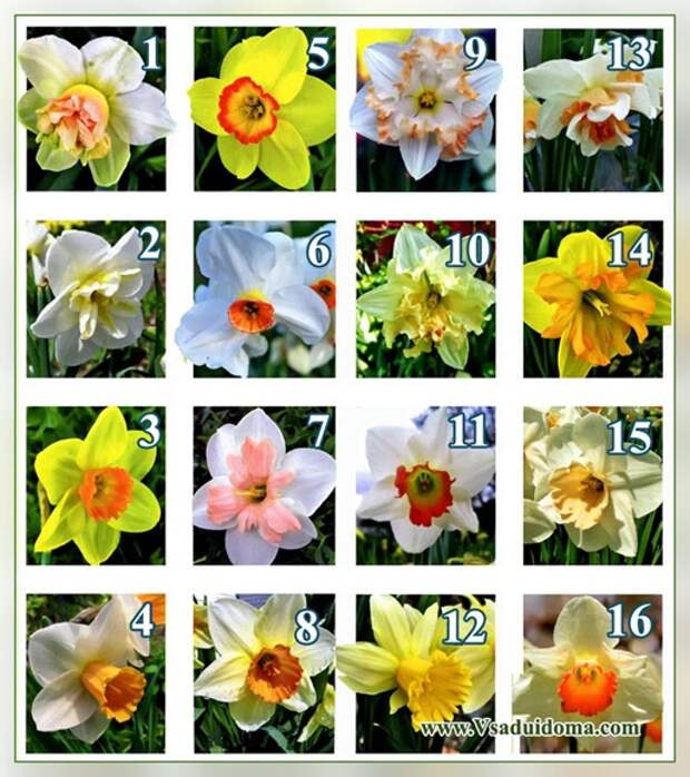 Нарциссы (фото) — сорта цветов и их описание