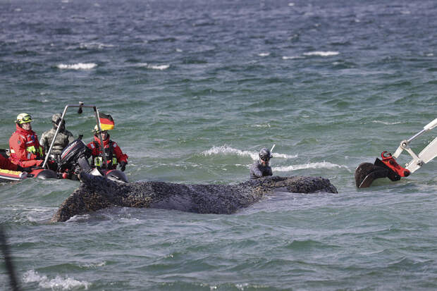 Океанолог Башек сообщил об ухудшении состояния кита, застрявшего у берегов ФРГ