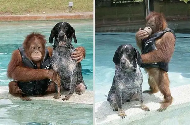 Трогательная   дружба