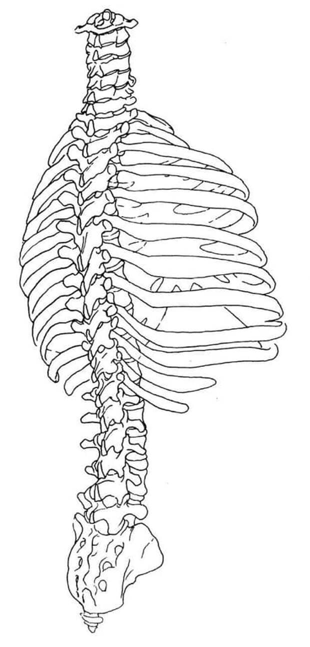Строение скелета грудного отдела. Позвонки ребра и Грудина анатомия. Скелет позвонок с грудной клеткой. Скелет туловища грудная клетка ребра. Позвоночник и грудная клетка анатомия.