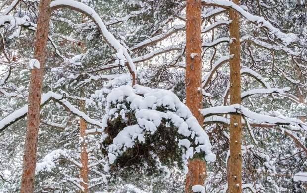 В Петербурге ожидается кратковременное потепление перед резким похолоданием
