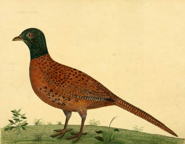 Из Ташкента