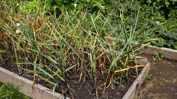 Почему желтеет чеснок на грядке в июне: главные причины и как справиться с проблемой