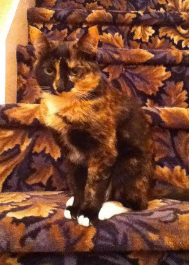find-hidden-cat-camouflage-hide-and-seek-catouflage-112-58369ab35c309__605